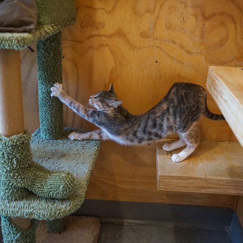 Enlarge Pesto, a Adoptable Domestic Short Hair in Jackson, WY image 6/6