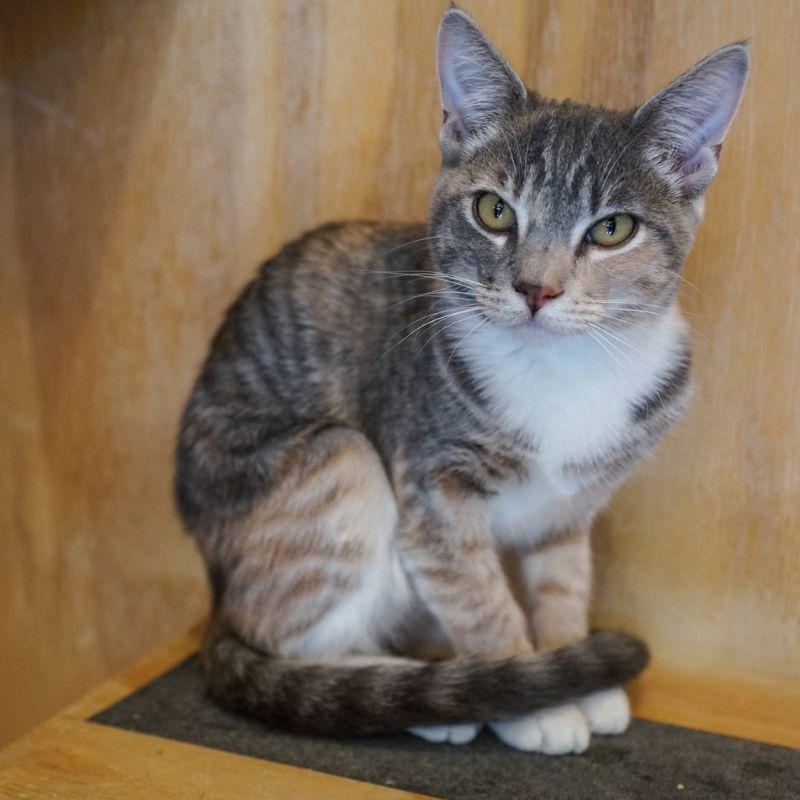 Enlarge Pesto, a Adoptable Domestic Short Hair in Jackson, WY image 3/6