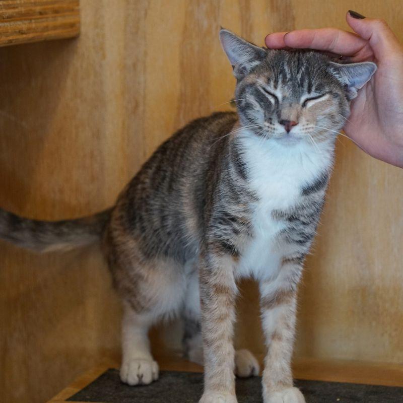 Enlarge Pesto, a Adoptable Domestic Short Hair in Jackson, WY image 2/6