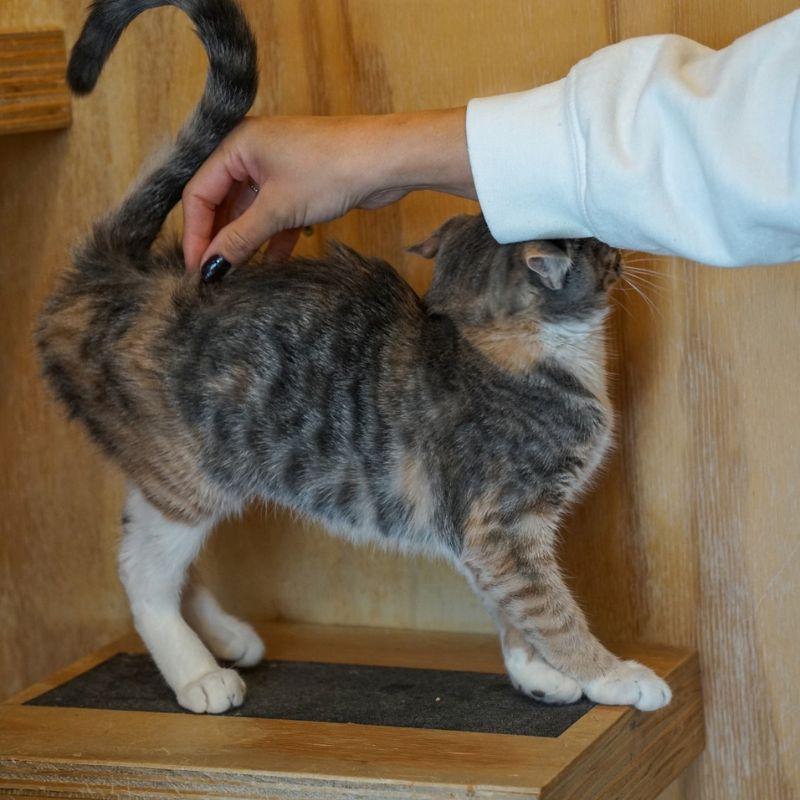 Enlarge Pesto, a Adoptable Domestic Short Hair in Jackson, WY image 4/6