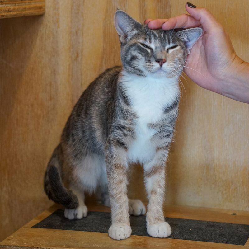 Enlarge Pesto, a Adoptable Domestic Short Hair in Jackson, WY image 5/6