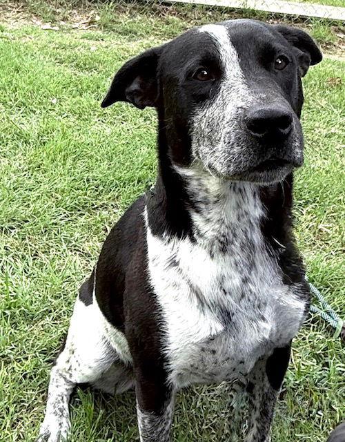 Bessie, Adoptable, Young Female Australian Cattle Dog / Blue Heeler.