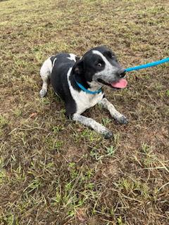 Enlarge Bessie, a Adoptable Australian Cattle Dog / Blue Heeler in Gun Barrel City, TX image 2/3