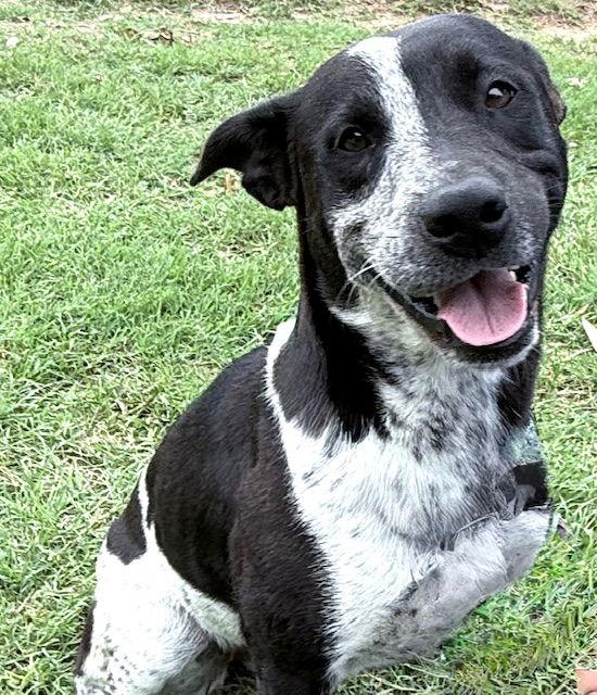 Enlarge Bessie, a Adoptable Australian Cattle Dog / Blue Heeler in Gun Barrel City, TX image 3/3