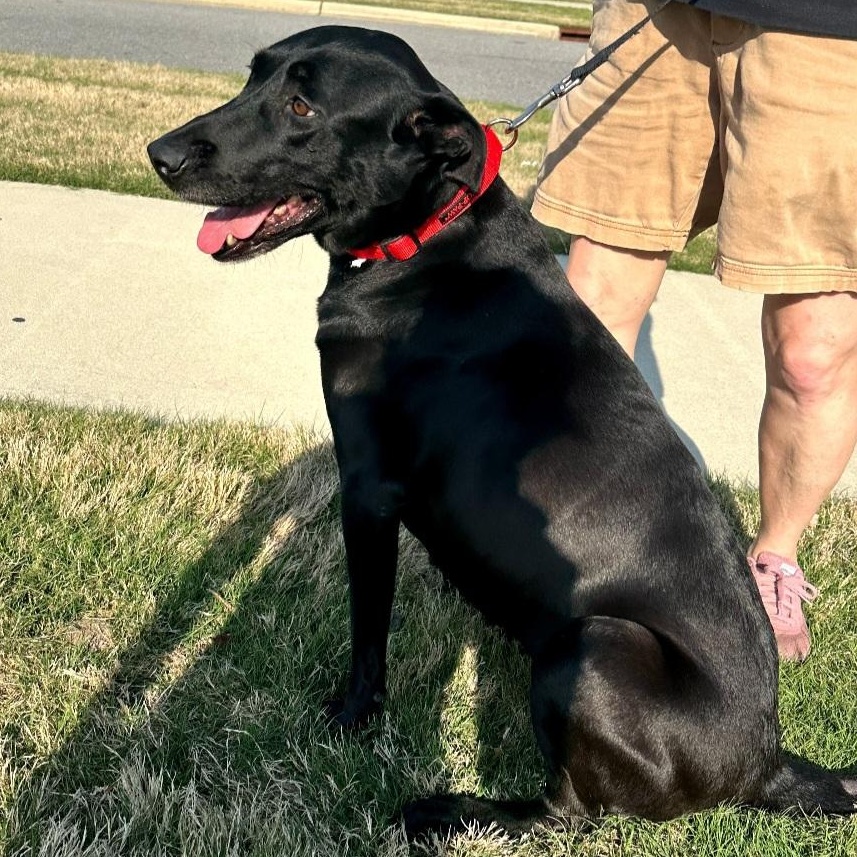 Enlarge Roxie, a ADOPTABLE Labrador Retriever in Raeford, NC image 5/5