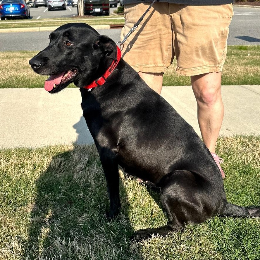 Enlarge Roxie, a ADOPTABLE Labrador Retriever in Raeford, NC image 2/5