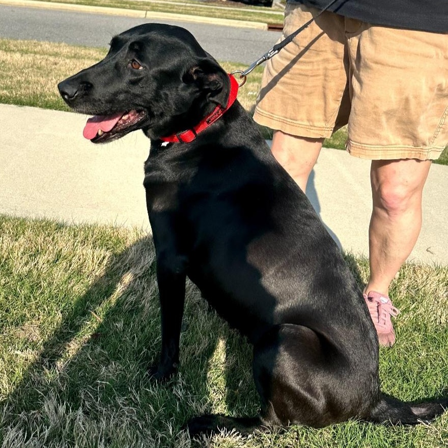 Enlarge Roxie, a ADOPTABLE Labrador Retriever in Raeford, NC image 3/5