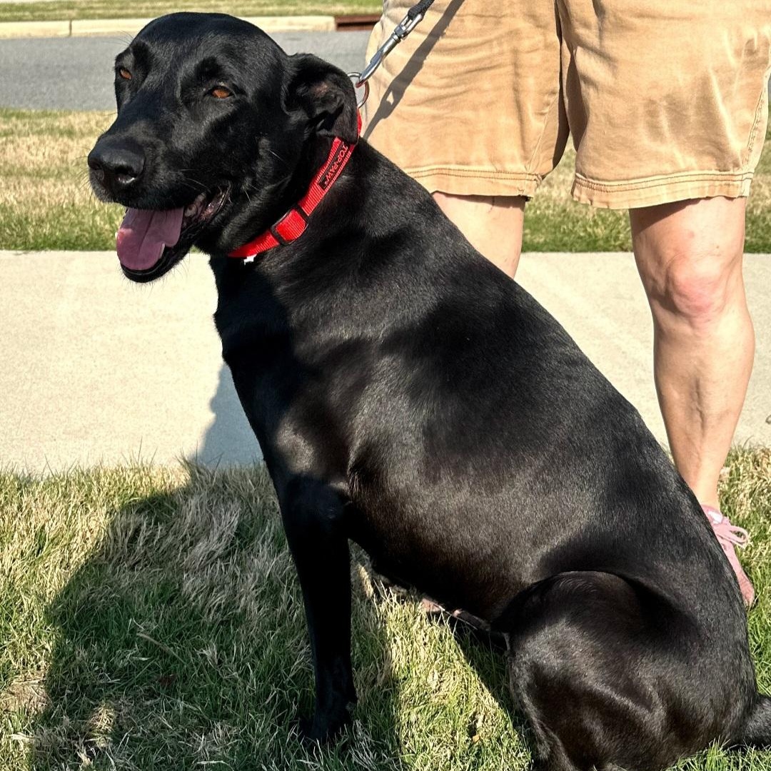 Roxie, ADOPTABLE, Adult Female Labrador Retriever.