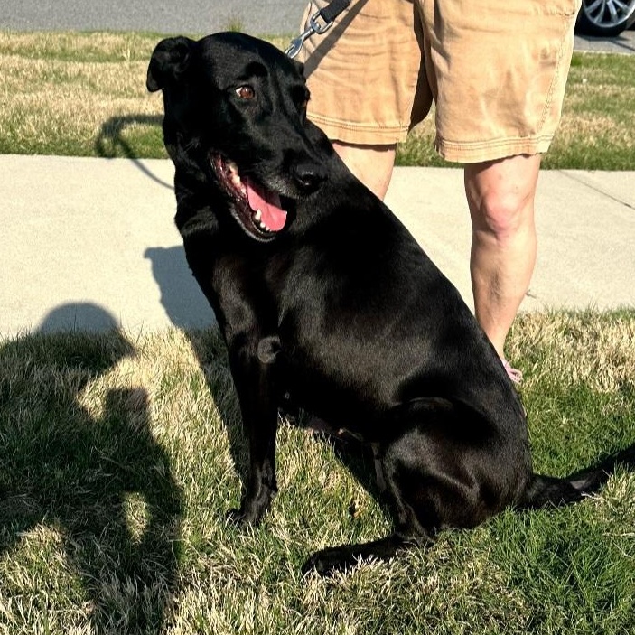 Enlarge Roxie, a ADOPTABLE Labrador Retriever in Raeford, NC image 4/5