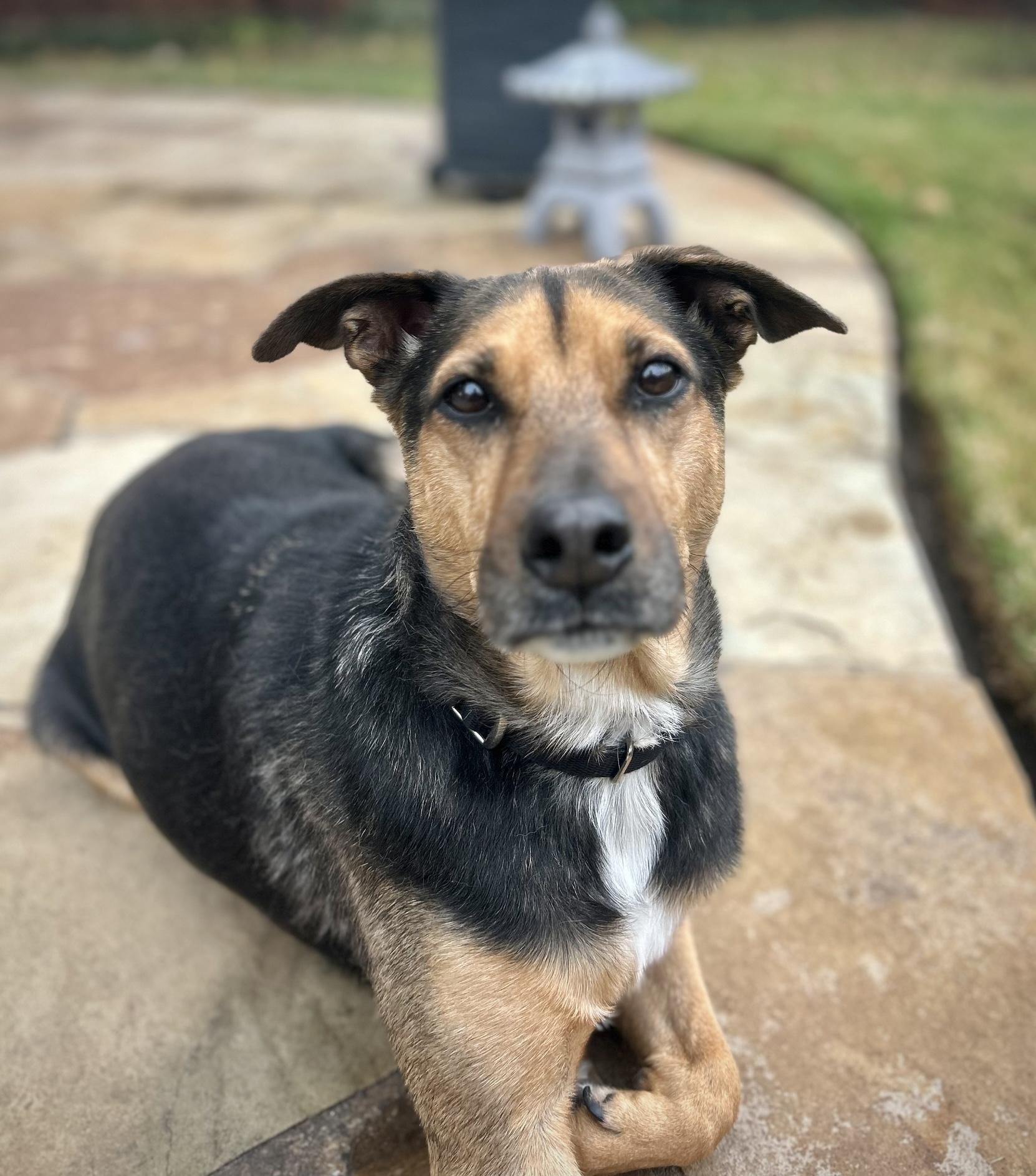 Ariel, adoptable, Senior Female German Shepherd Dog & Hound.