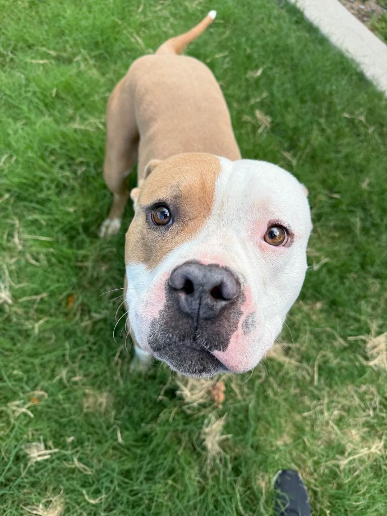 Brute, Adoptable, Young Male Pit Bull Terrier.