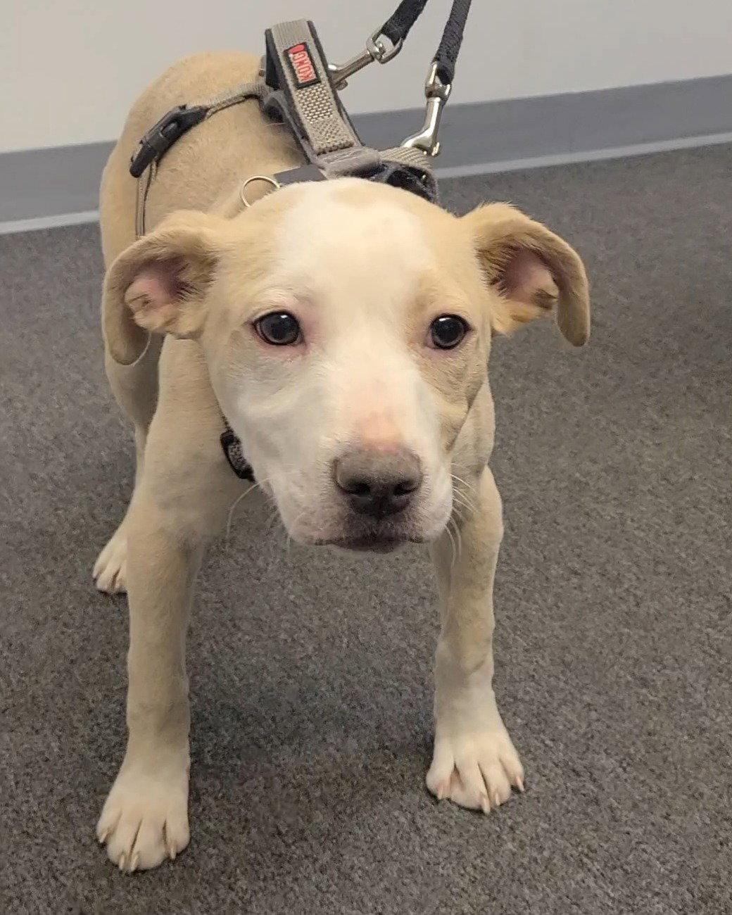 Enlarge Billie Jean, a Adopted mixed breed in Spotsylvania, VA image 1/3