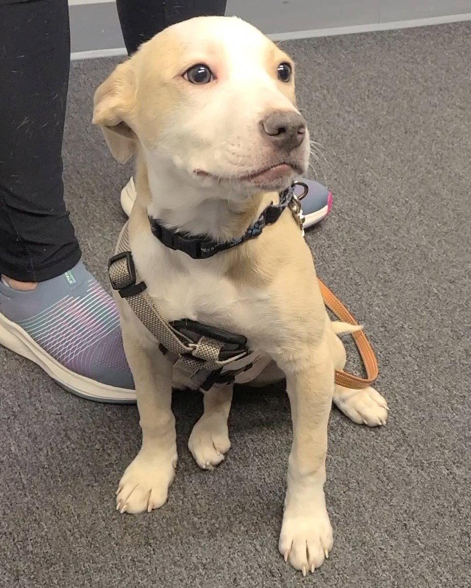 Enlarge Billie Jean, a Adopted mixed breed in Spotsylvania, VA image 2/3