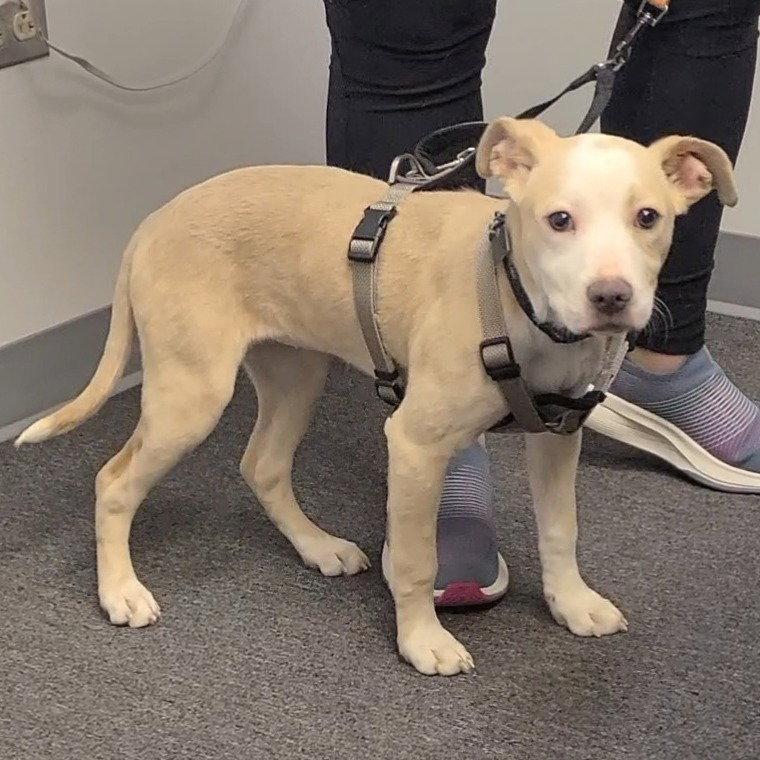 Enlarge Billie Jean, a Adopted mixed breed in Spotsylvania, VA image 3/3