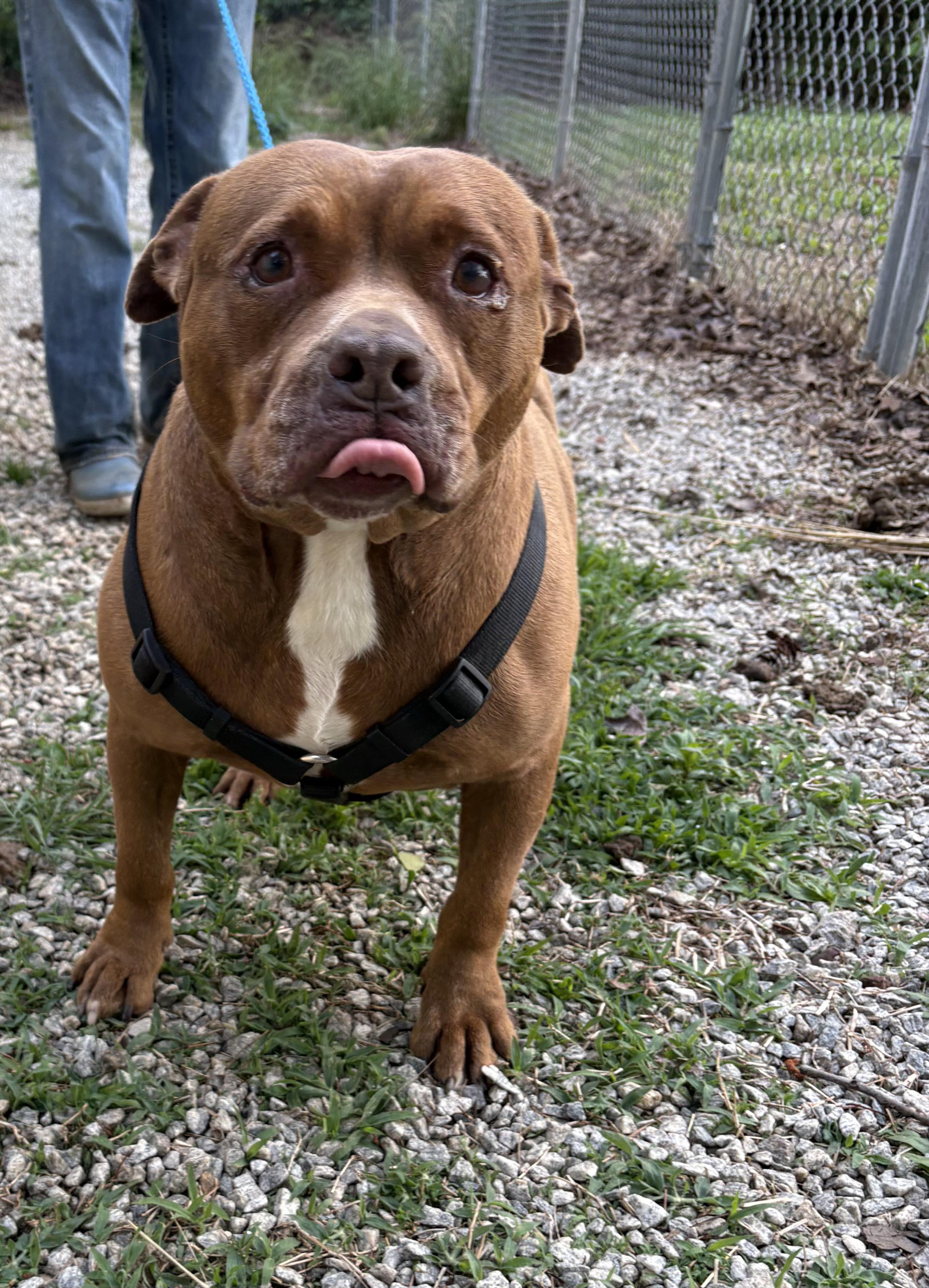 Naomi, ADOPTABLE, Senior Female Pit Bull Terrier & Chocolate Labrador Retriever.