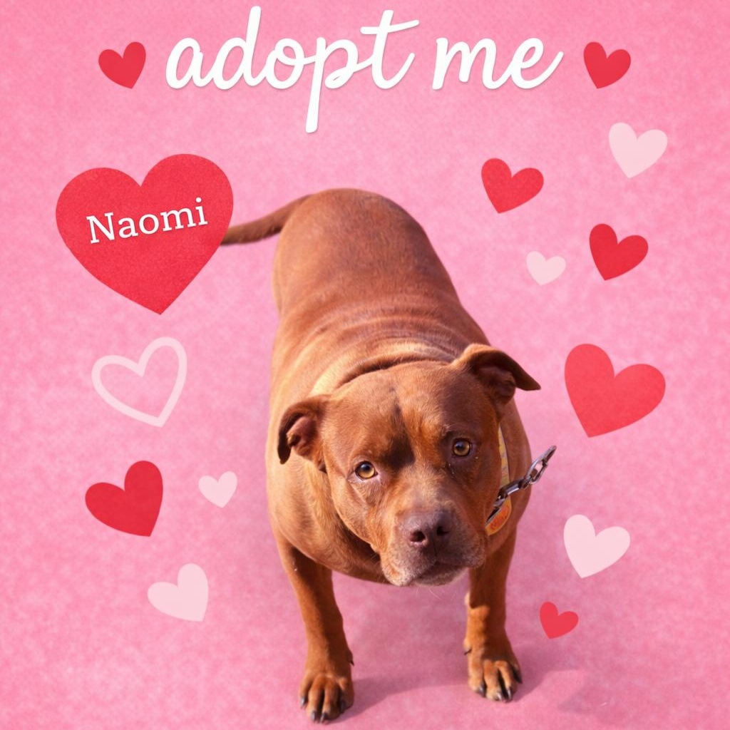 Enlarge Naomi, a ADOPTABLE mixed breed in Powder Springs, GA image 1/1