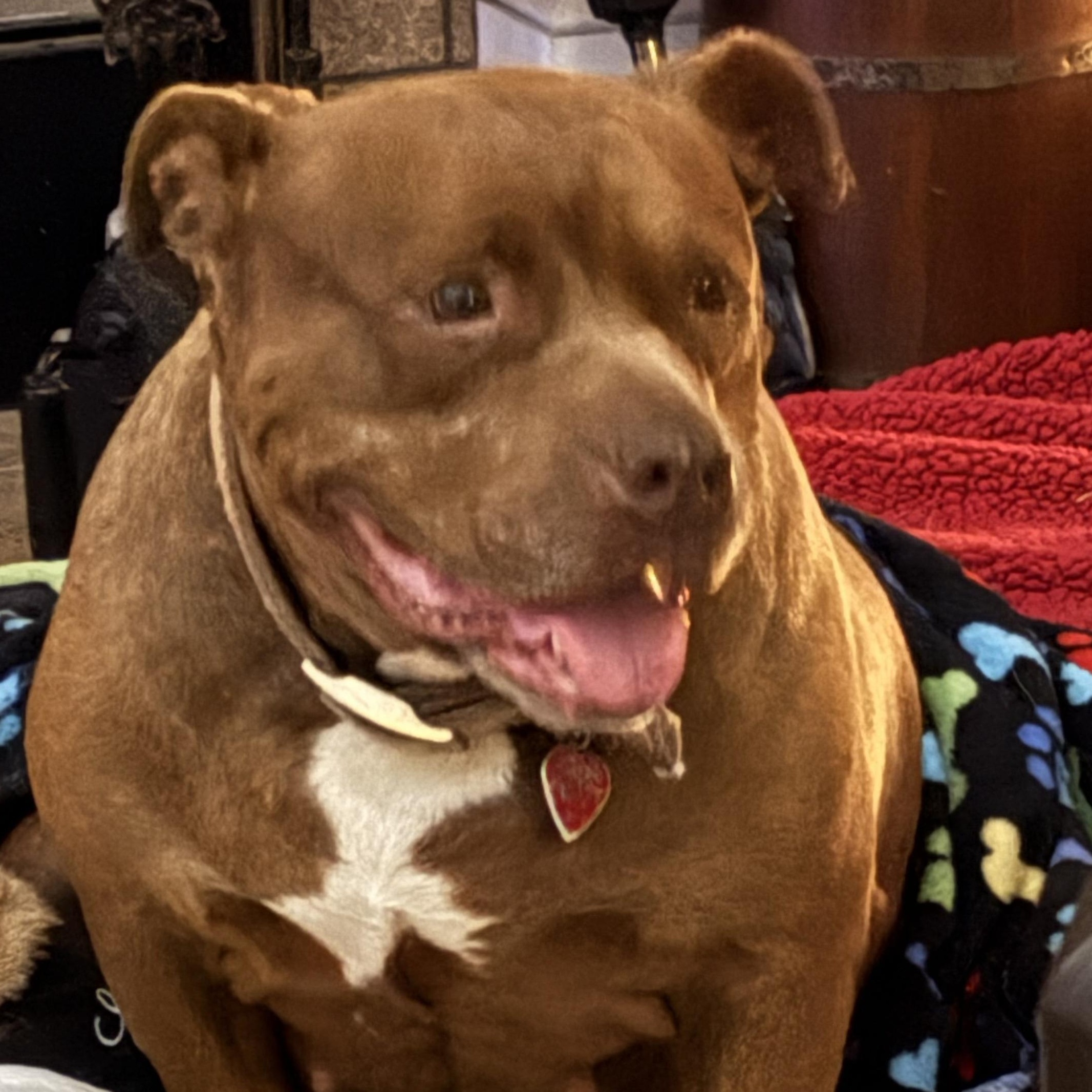 Naomi, ADOPTABLE, Senior Female Pit Bull Terrier.