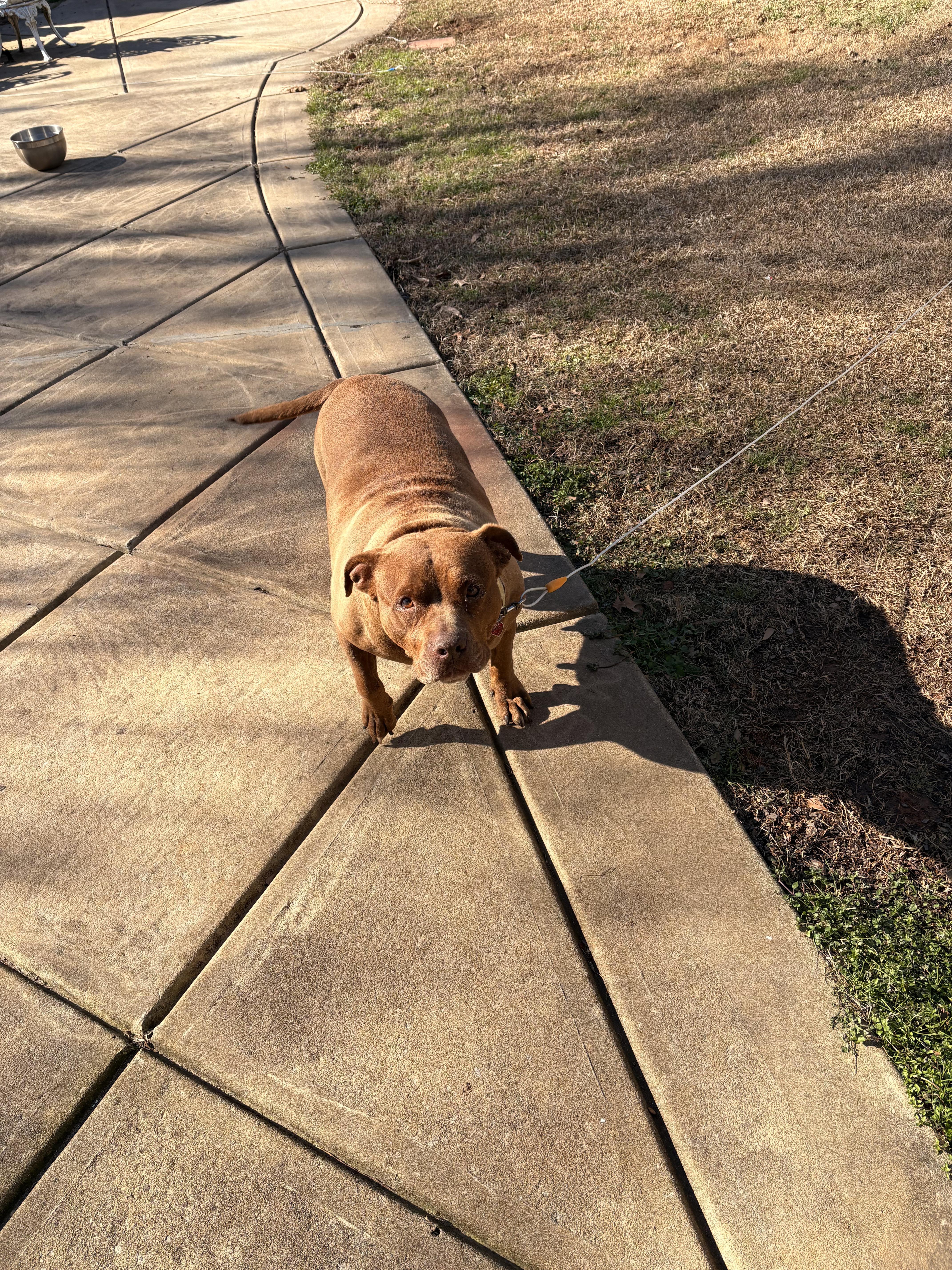Enlarge Naomi, a ADOPTABLE mixed breed in Powder Springs, GA image 1/1