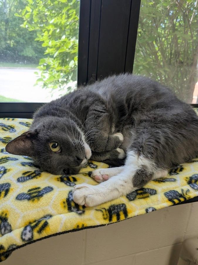 Matilda- #51050, a ADOPTABLE Domestic Short Hair in Columbia, MD image 6/6