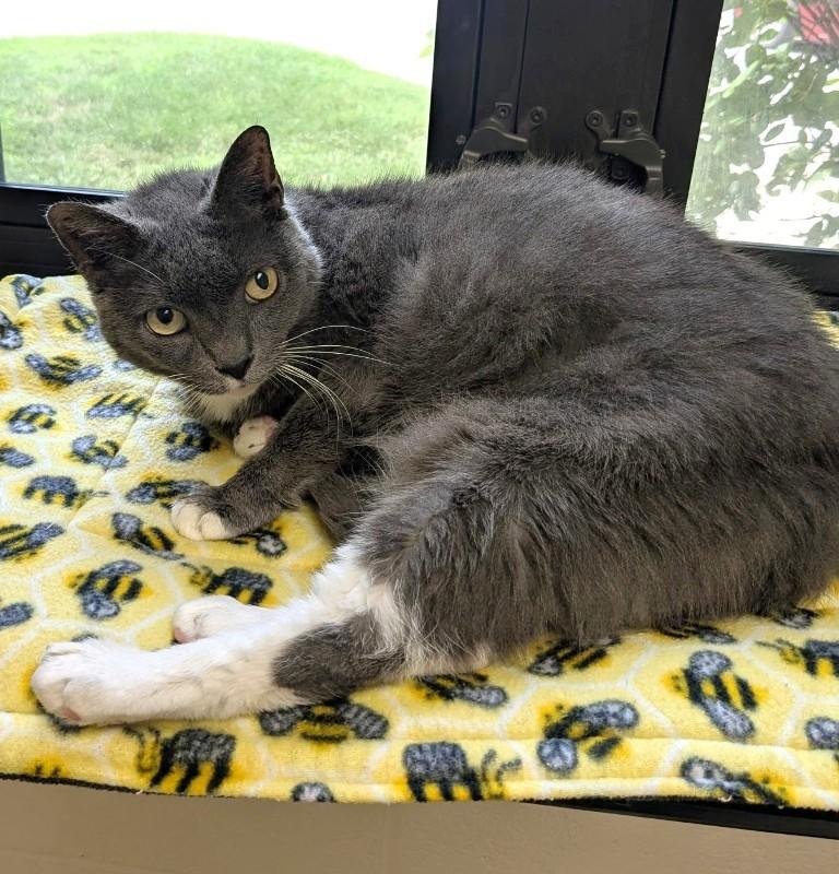 Matilda- #51050, a ADOPTABLE Domestic Short Hair in Columbia, MD image 2/6