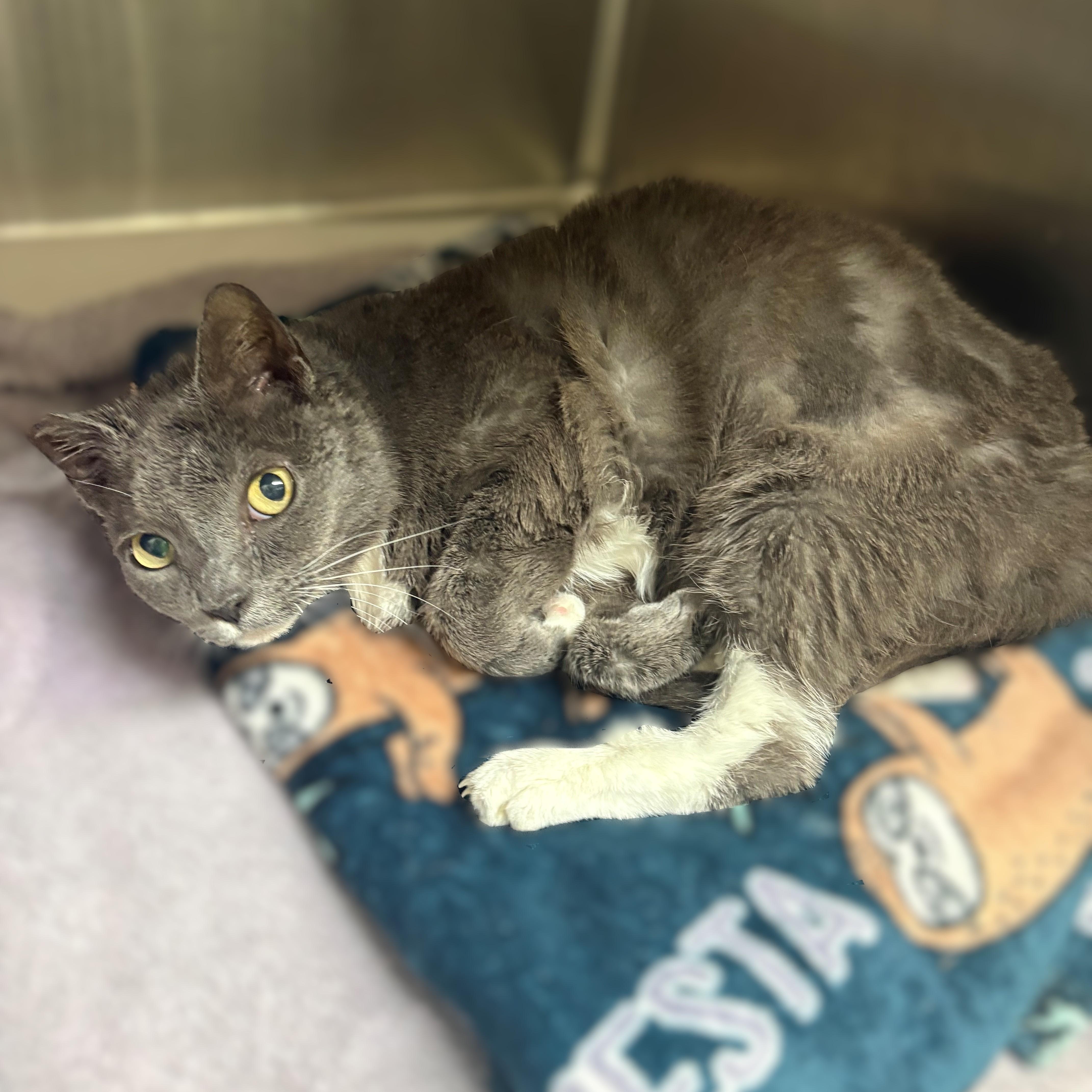 Enlarge Matilda- #51050, a ADOPTABLE Domestic Short Hair in Columbia, MD image 2/4