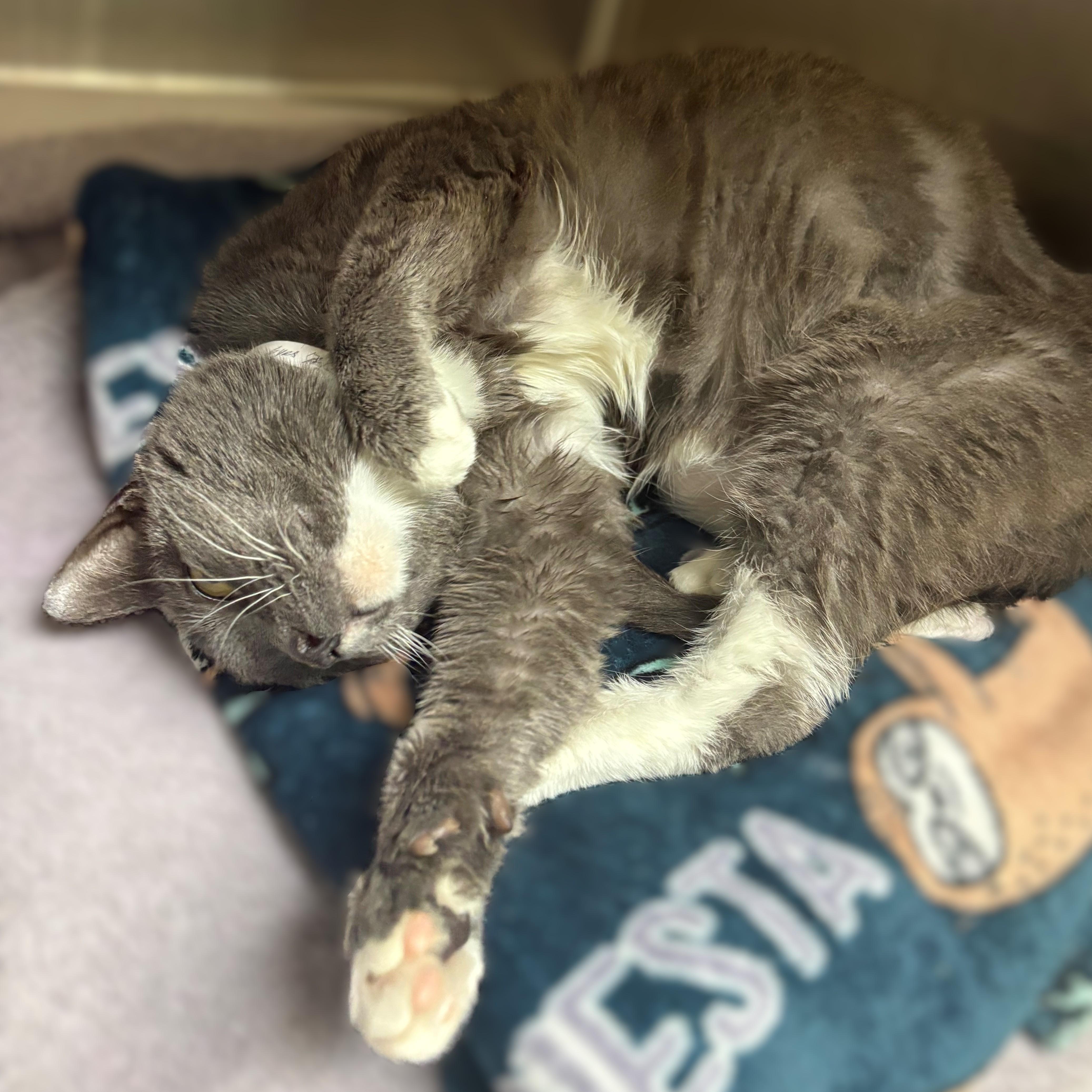 Enlarge Matilda- #51050, a ADOPTABLE Domestic Short Hair in Columbia, MD image 4/4