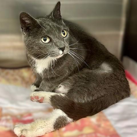 Enlarge Matilda- #51050, a ADOPTABLE Domestic Short Hair in Columbia, MD image 1/4