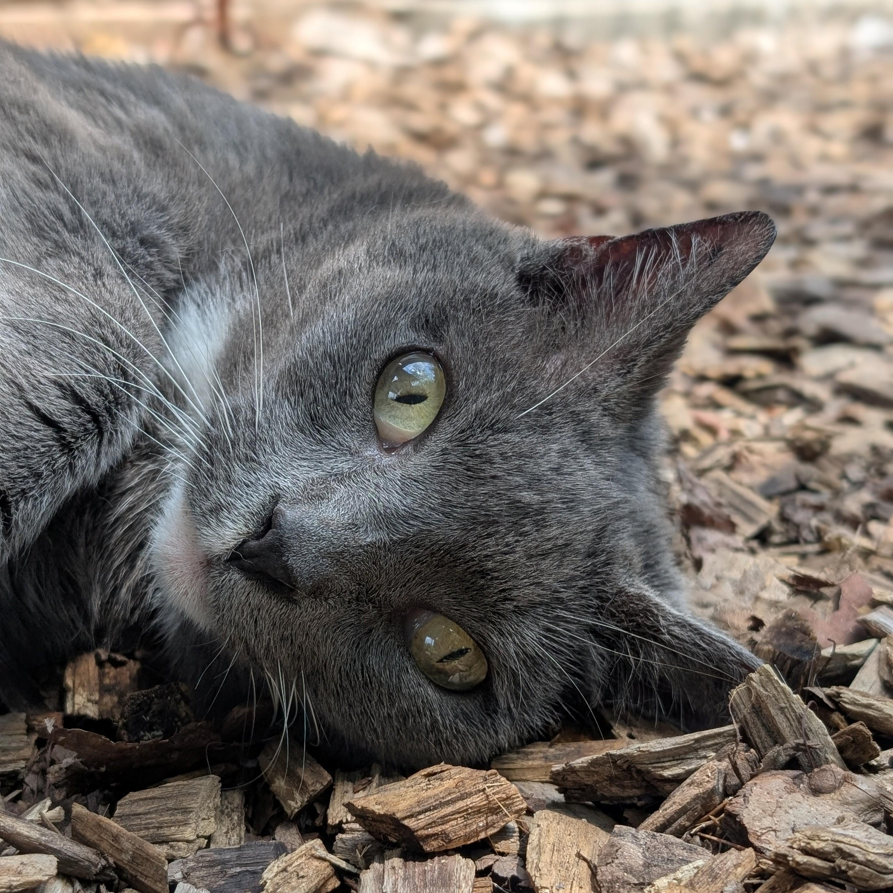 Matilda- #51050, a ADOPTABLE Domestic Short Hair in Columbia, MD image 3/6