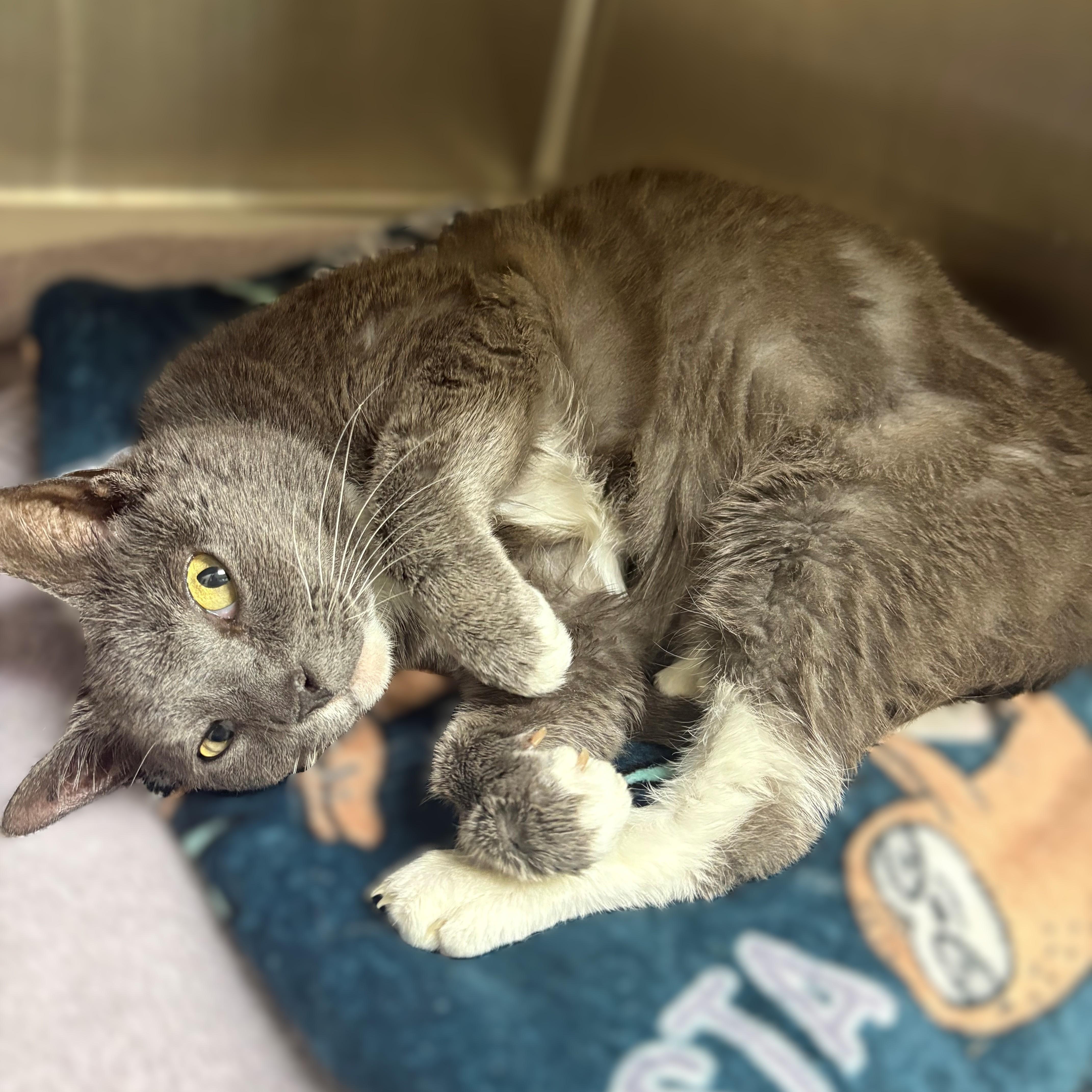 Enlarge Matilda- #51050, a ADOPTABLE Domestic Short Hair in Columbia, MD image 3/4