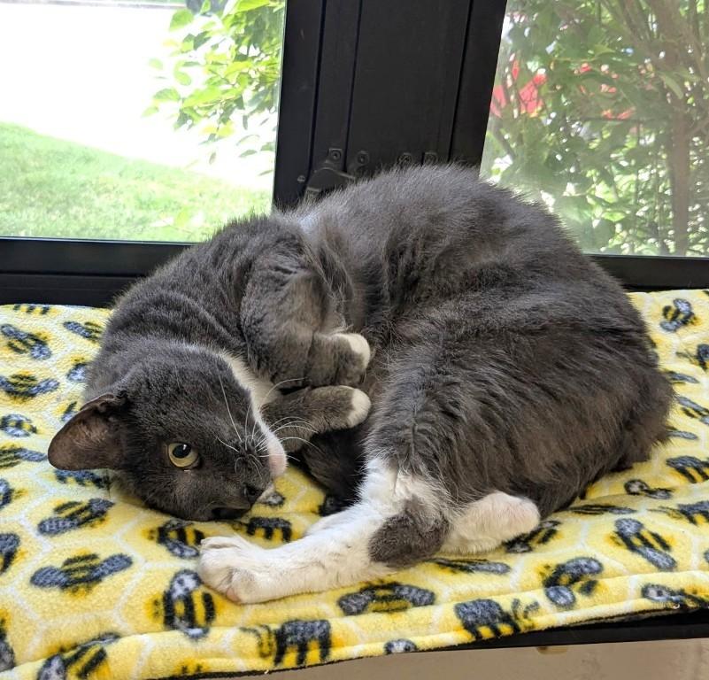 Matilda- #51050, a ADOPTABLE Domestic Short Hair in Columbia, MD image 4/6