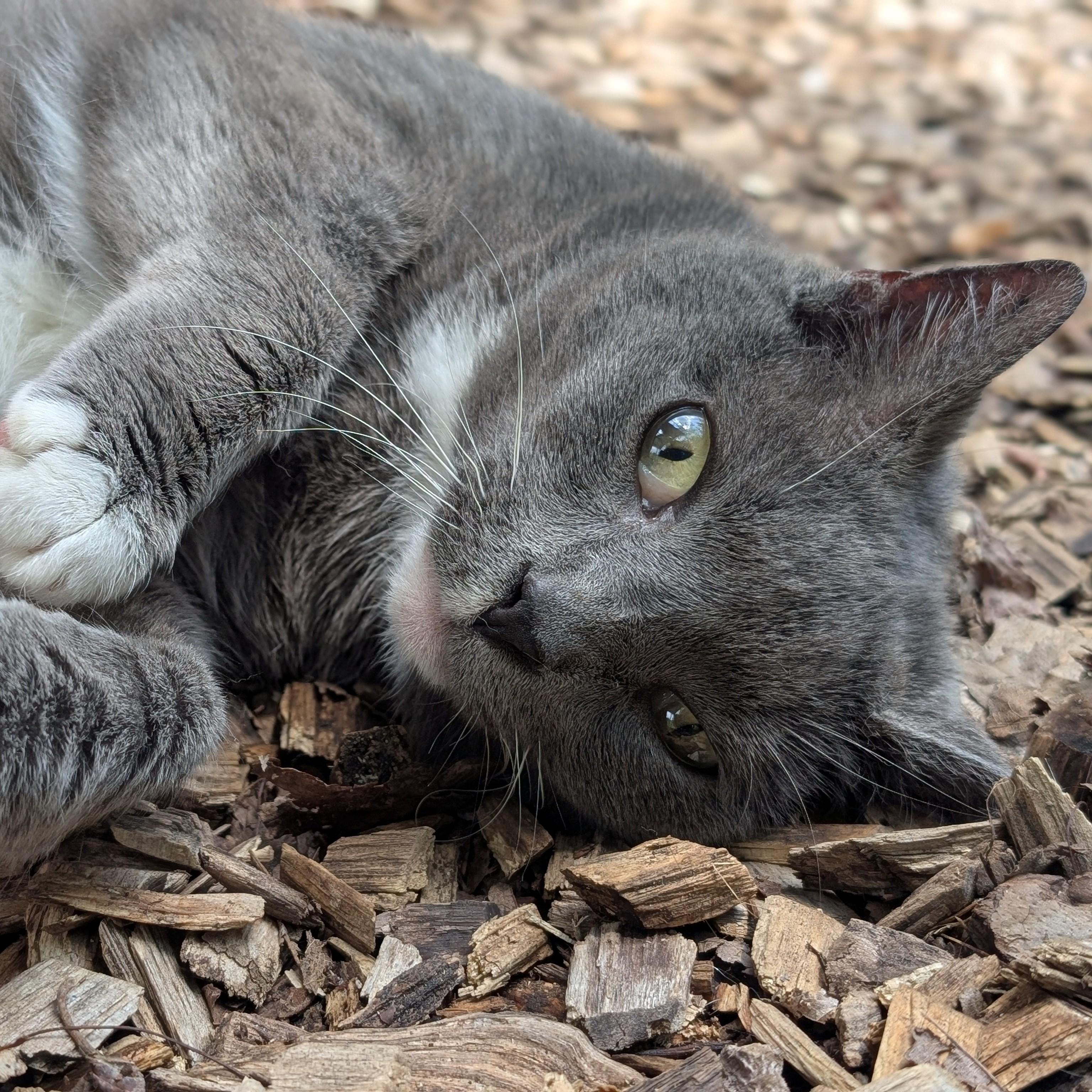 Matilda- #51050, a ADOPTABLE Domestic Short Hair in Columbia, MD image 1/6