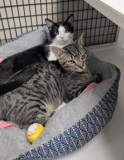 Dipper, Adoptable, Kitten Male Domestic Short Hair & Domestic Short Hair.