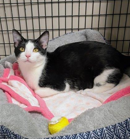 Enlarge Dipper, a Adoptable mixed breed in Neenah, WI image 1/3