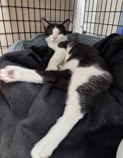 Dipper, Adoptable, Kitten Male Domestic Short Hair & Domestic Short Hair.