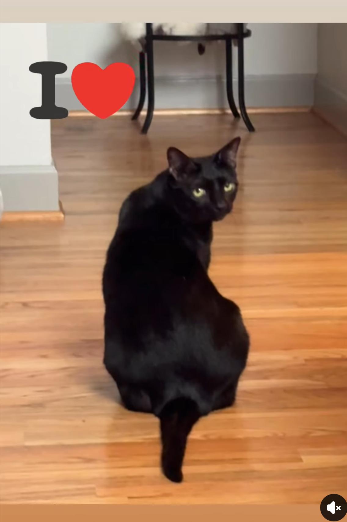 Peter, Adoptable, Adult Male Domestic Short Hair.