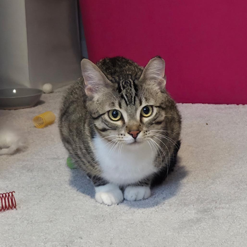 Eli, Adoptable, Young Male Domestic Short Hair.