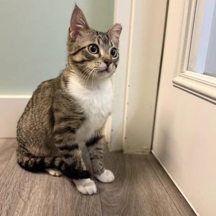 Enlarge Eli, a Adoptable Domestic Short Hair in Calgary, AB image 2/6