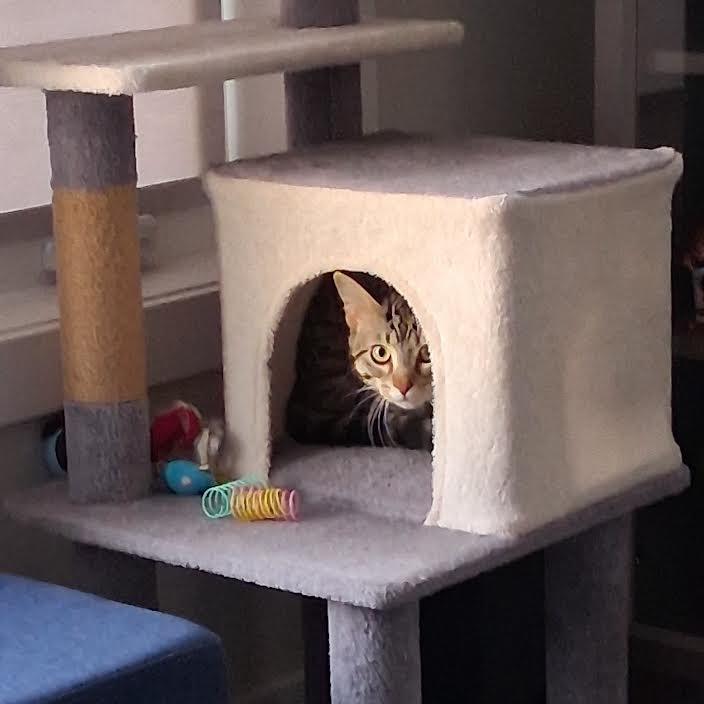 Enlarge Eli, a Adoptable Domestic Short Hair in Calgary, AB image 3/6