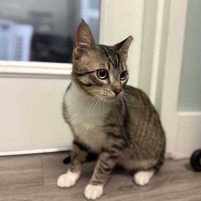 Enlarge Eli, a Adoptable Domestic Short Hair in Calgary, AB image 4/6