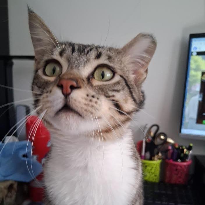 Enlarge Eli, a Adoptable Domestic Short Hair in Calgary, AB image 5/6