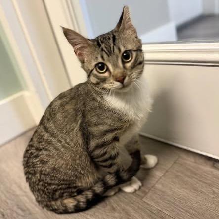 Enlarge Eli, a Adoptable Domestic Short Hair in Calgary, AB image 6/6