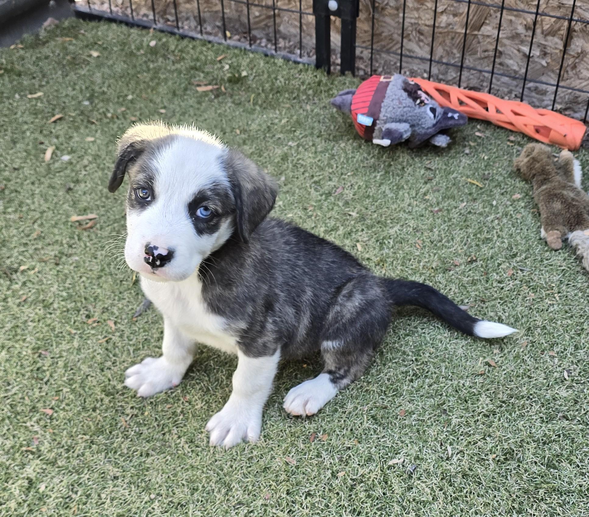 Rockhopper, adopted, Puppy Female Border Collie & Labrador Retriever.