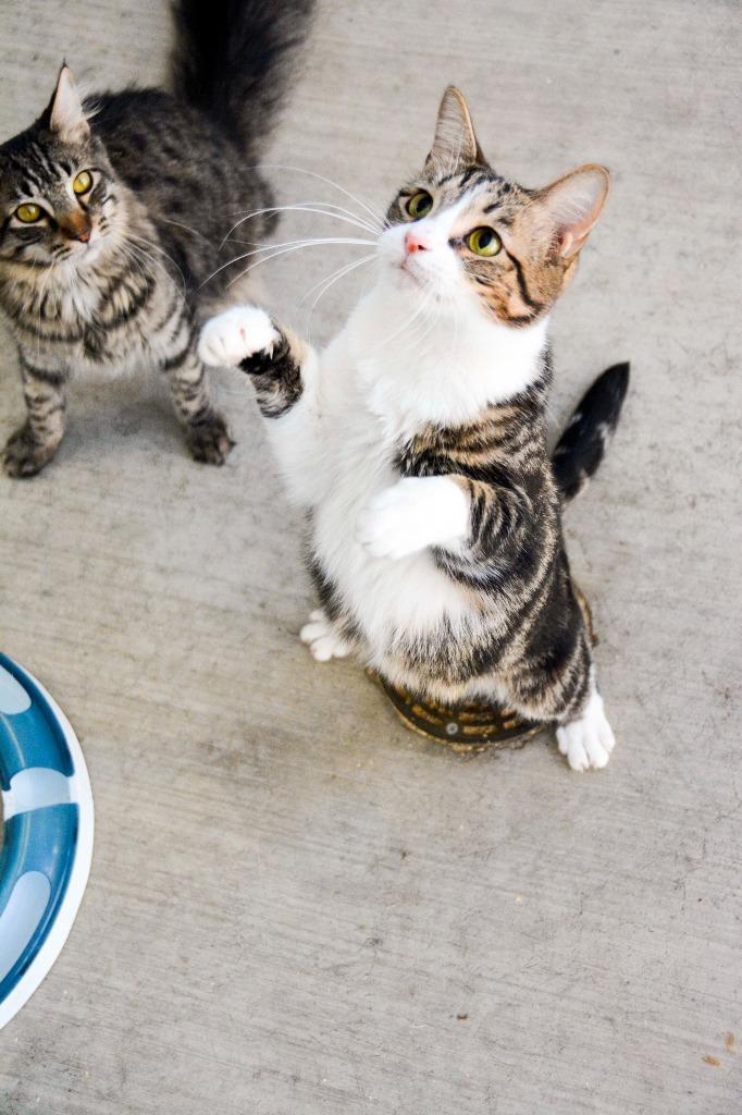 SALSA, Adoptable, Adult Female Domestic Short Hair.