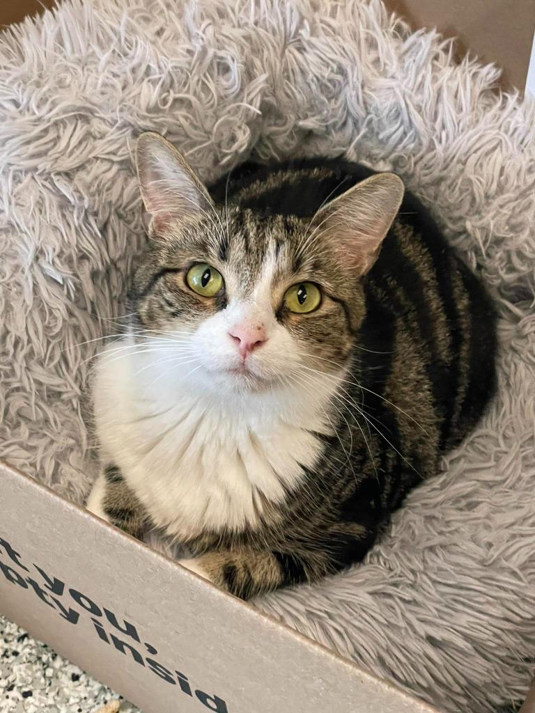 Enlarge SALSA, a Adoptable mixed breed in New Bern, NC image 2/4