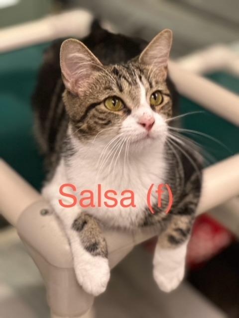 Enlarge SALSA, a Adoptable mixed breed in New Bern, NC image 3/4