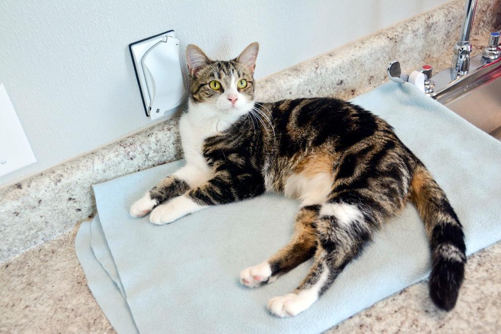 Enlarge SALSA, a Adoptable mixed breed in New Bern, NC image 4/4