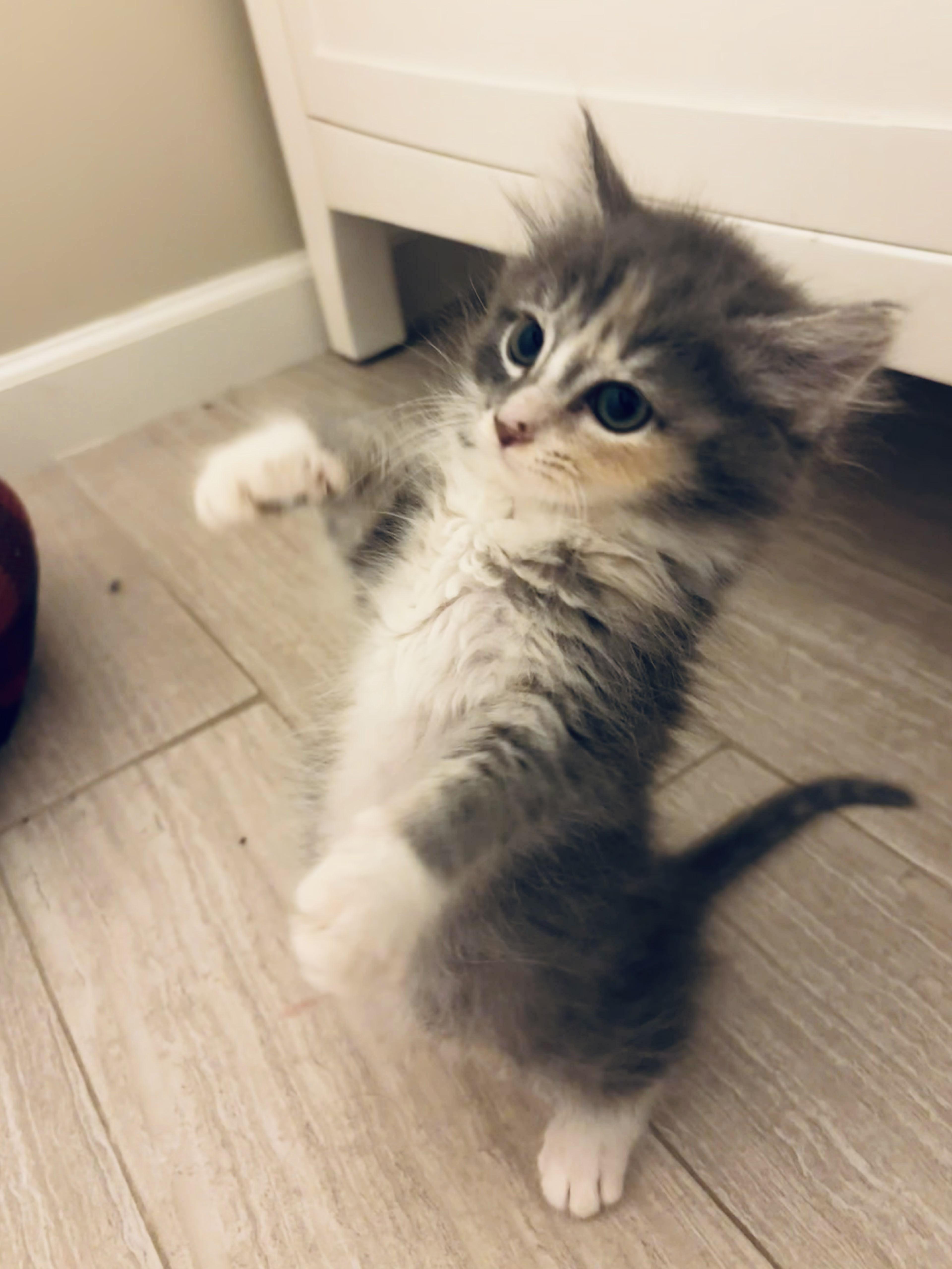 Zima, an adopted Domestic Medium Hair in Leesburg, VA image 3/5
