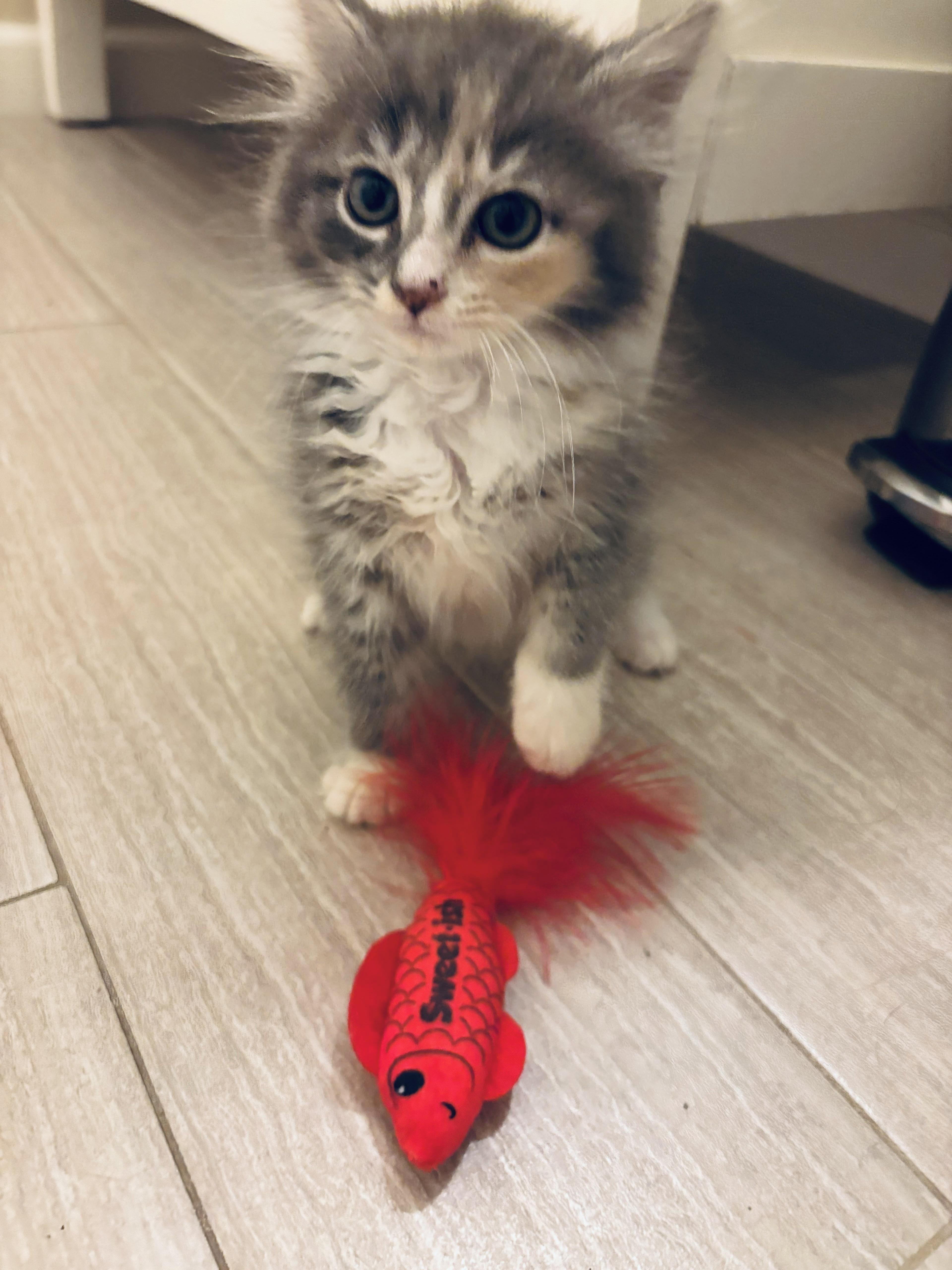 Zima, an adopted Domestic Medium Hair in Leesburg, VA image 4/5
