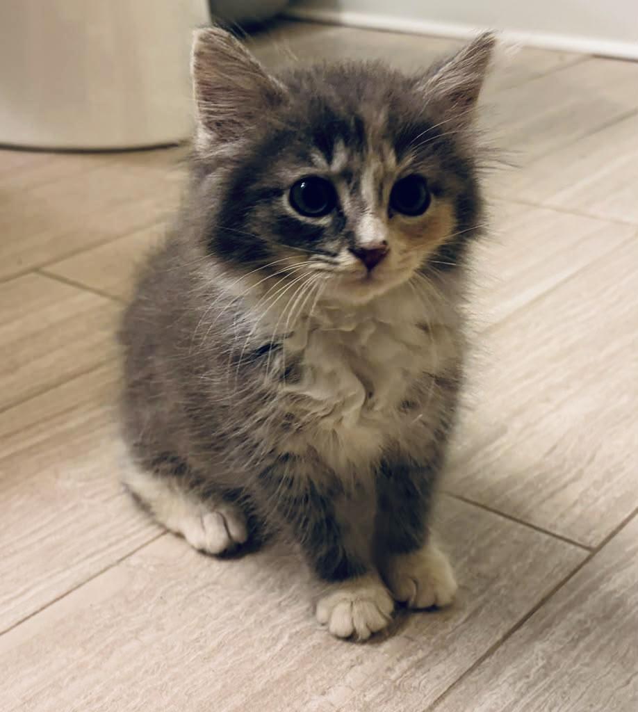 Zima, an adopted Domestic Medium Hair in Leesburg, VA image 5/5