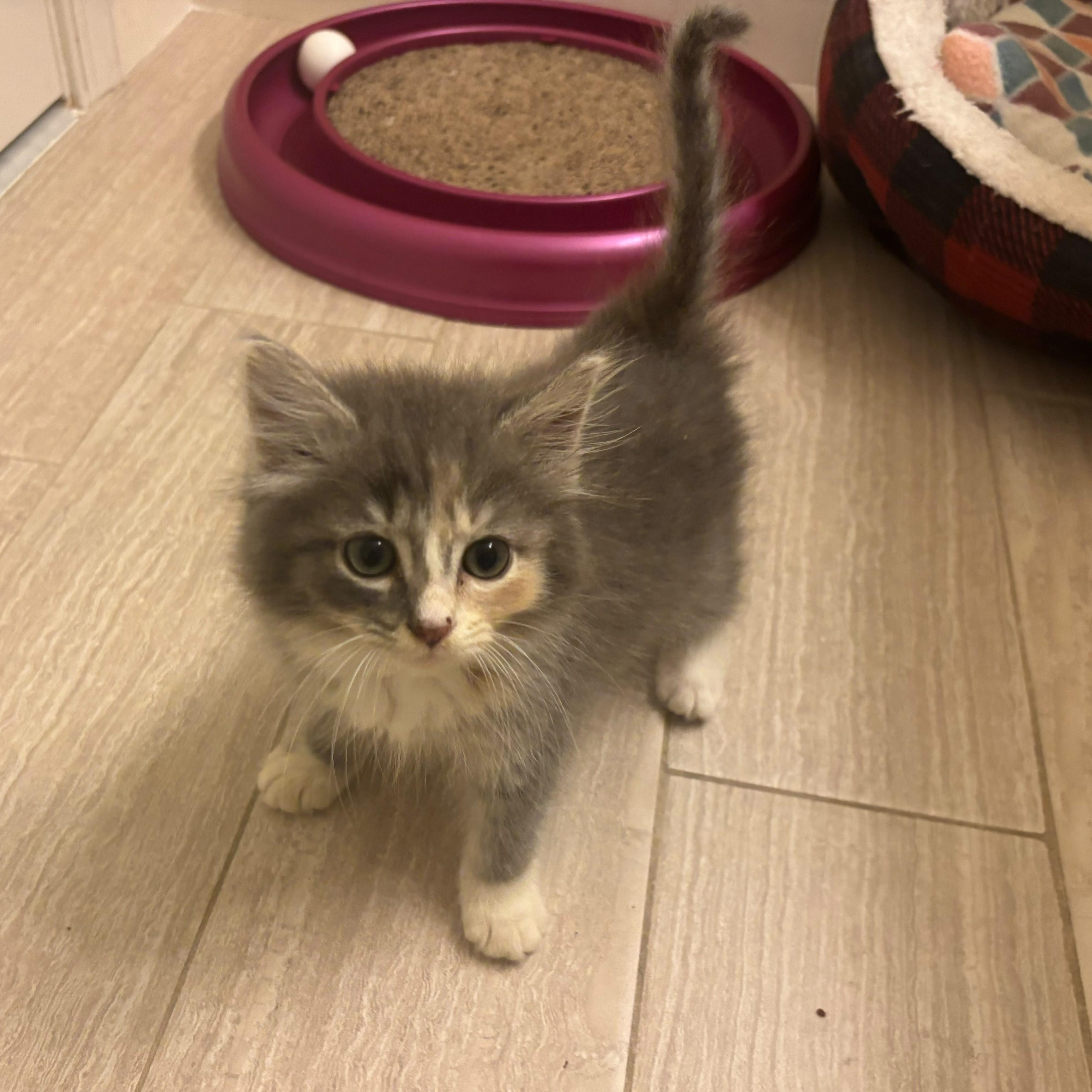 Zima, adopted, Kitten Female Domestic Medium Hair.